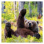 2025 Comedy Wildlife Photography Awards Wall calendar: Plastic Free Packaging