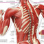 Knowledge Encyclopedia Human Body!: Human Anatomy as You've Never Seen It Before