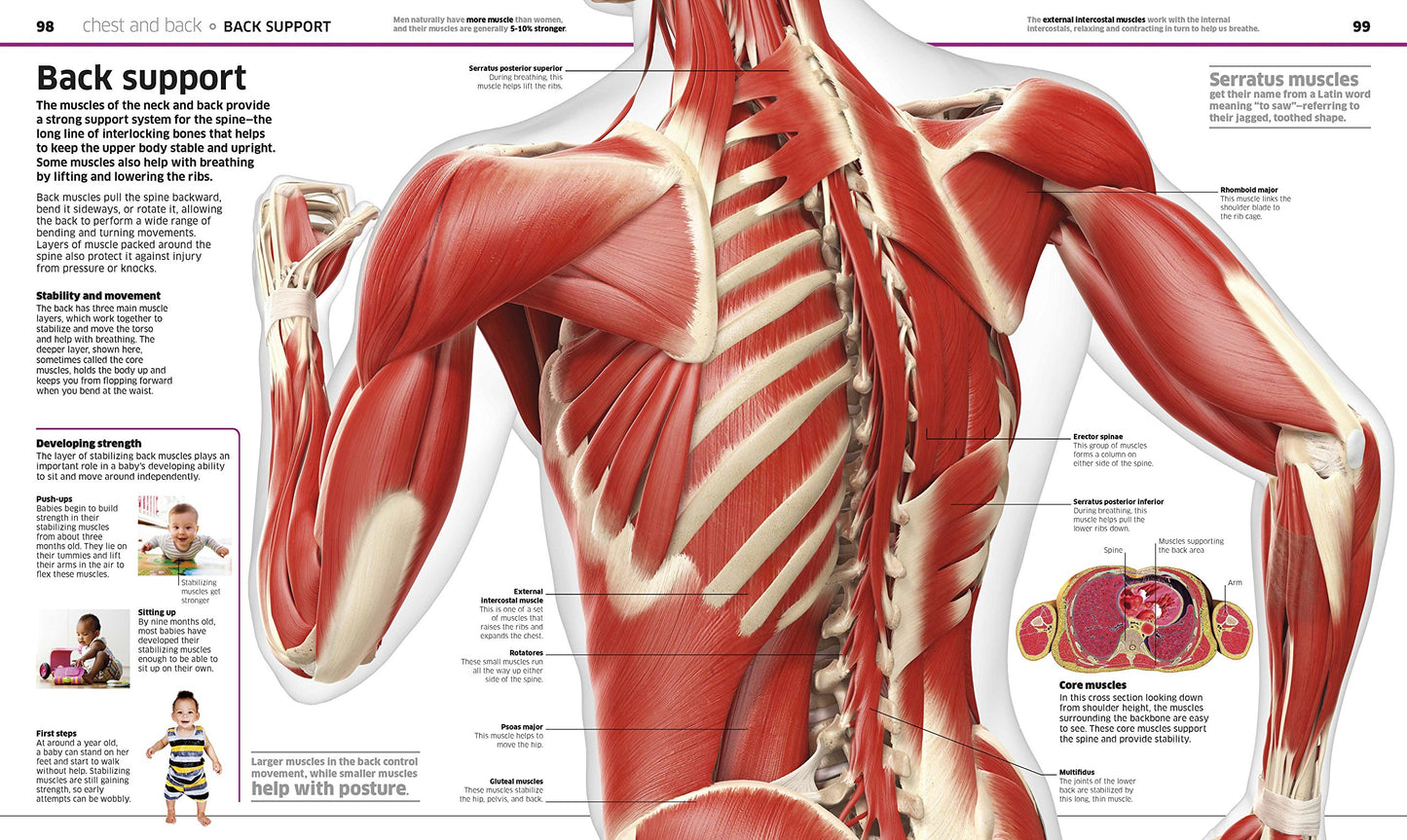 Knowledge Encyclopedia Human Body!: Human Anatomy as You've Never Seen It Before