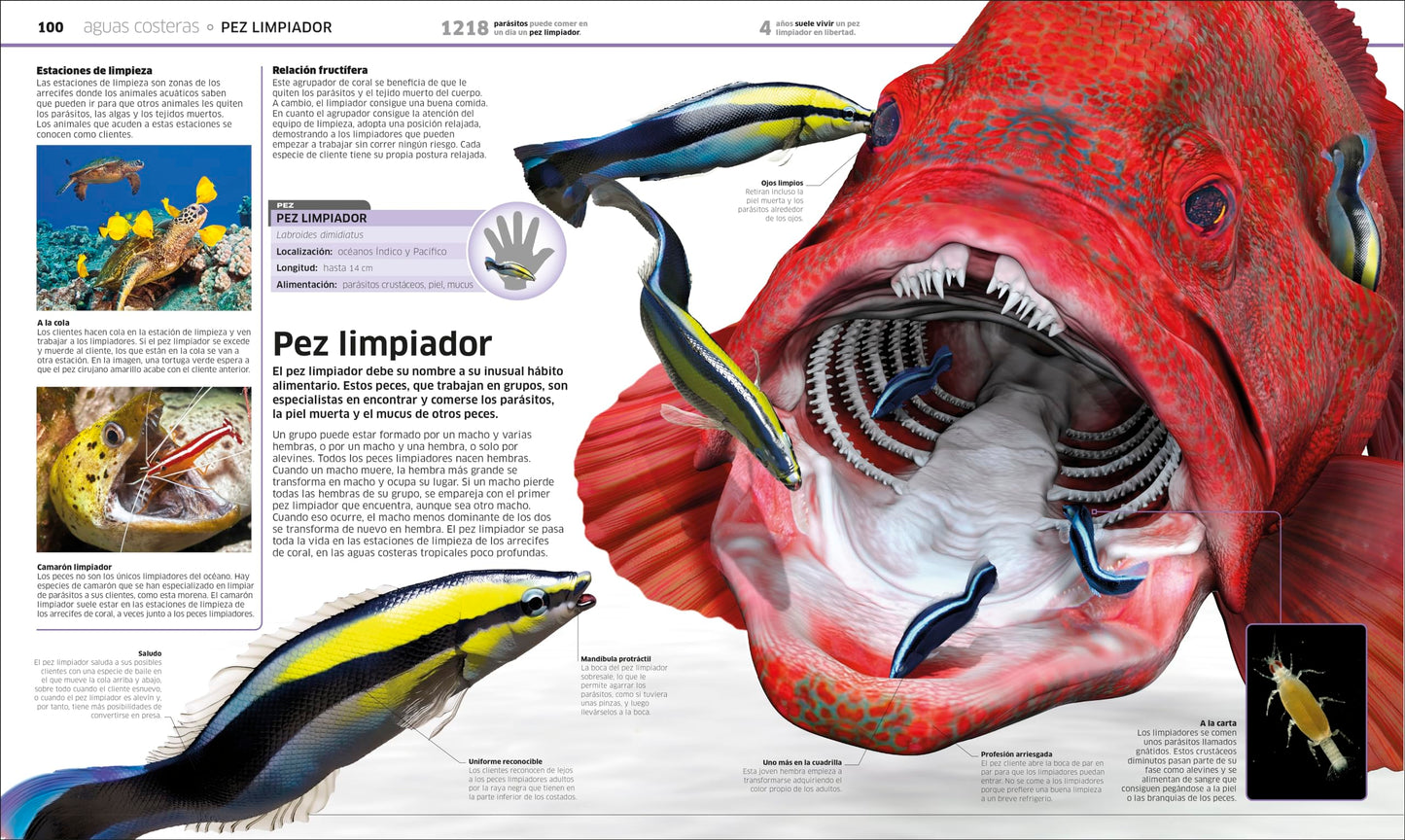 Ocanos (Knowledge Encyclopedia Ocean!): El planeta bajo el agua como nunca antes lo habas visto (Spanish Edition)