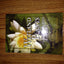 Wetland Plants: Biology and Ecology by Cronk, Julie K.
