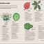 How Not to Kill Your Houseplant New Ed: Survival Tips