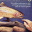 Fish Carving by Bob Berry