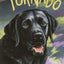Tornado (Trophy Chapter Book)