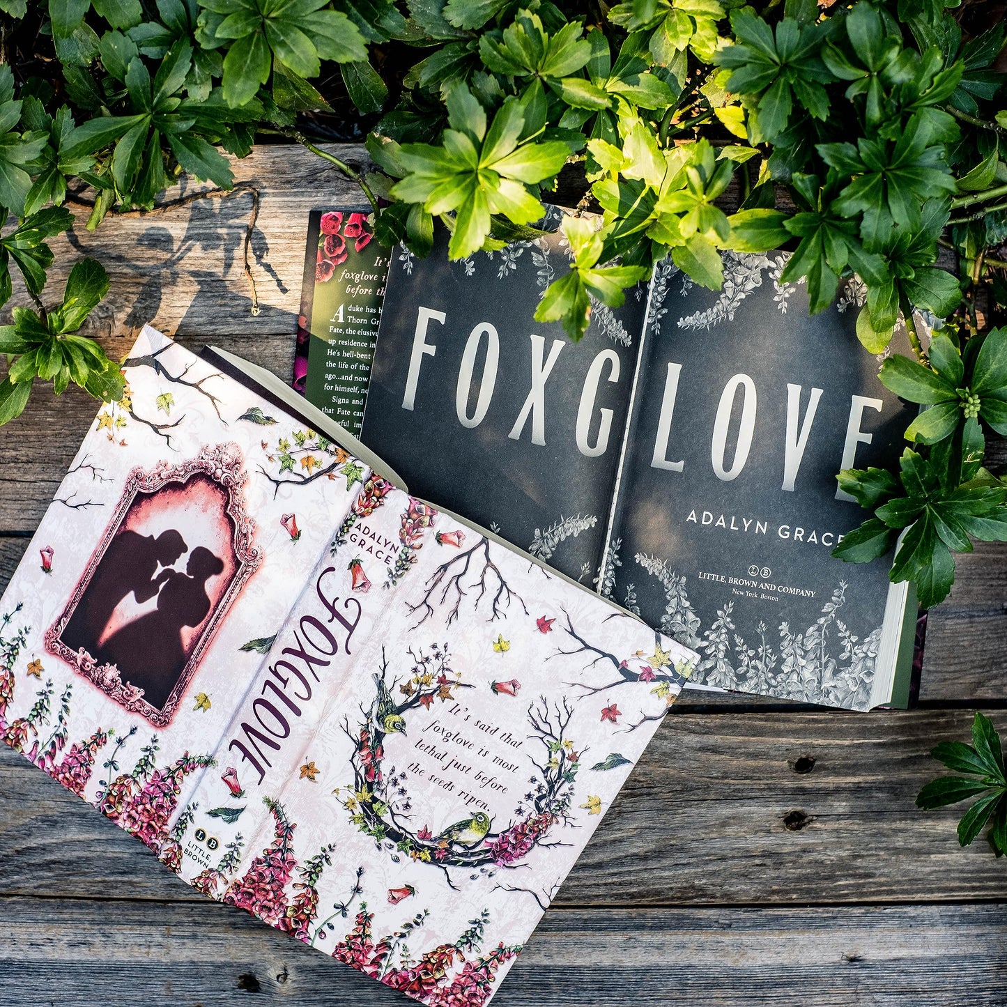Foxglove (Belladonna, 2)