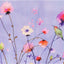 Lavender Wildflowers Note Cards (Stationery, Boxed Cards)