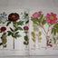 The Besler Florilegium: Plants of the Four Seasons