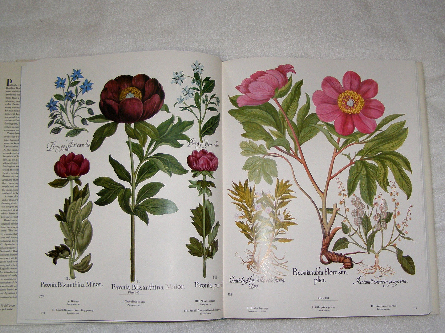 The Besler Florilegium: Plants of the Four Seasons