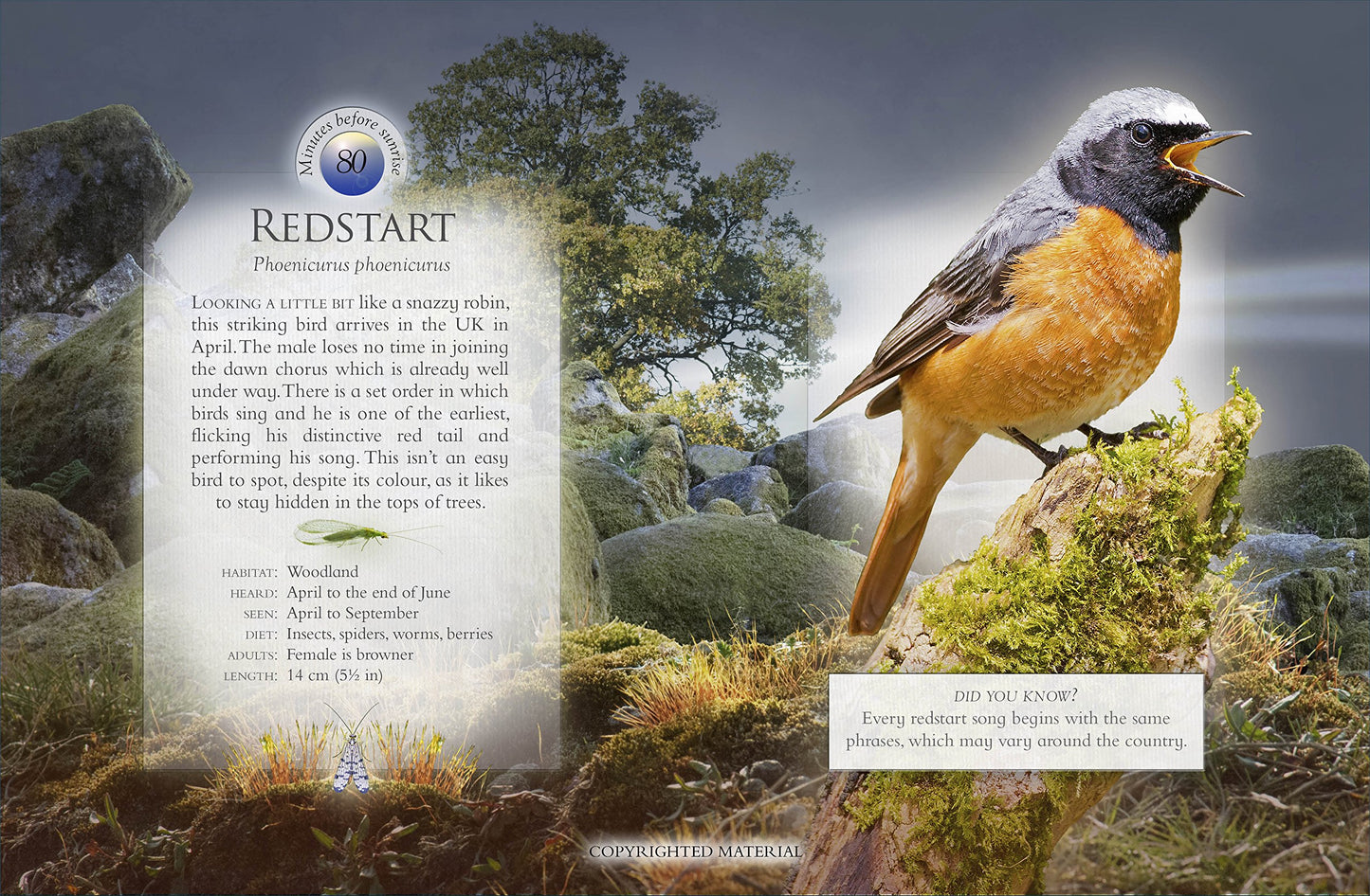Little Book Of The Dawn Chorus