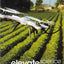 Elevate science Savvas