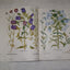 The Besler Florilegium: Plants of the Four Seasons