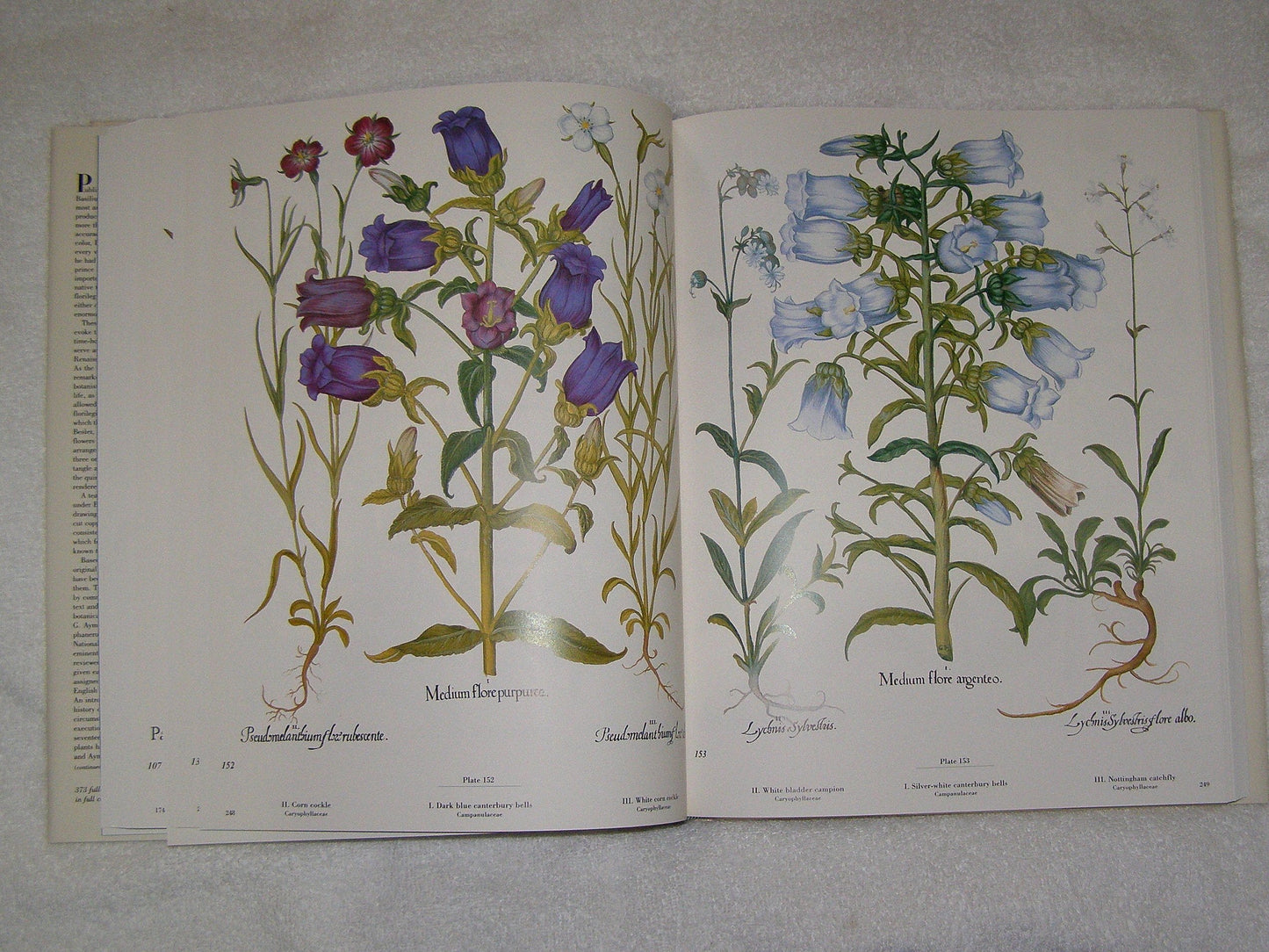The Besler Florilegium: Plants of the Four Seasons