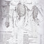 Trail Guide to the Body: How to Locate Muscles, Bones & More