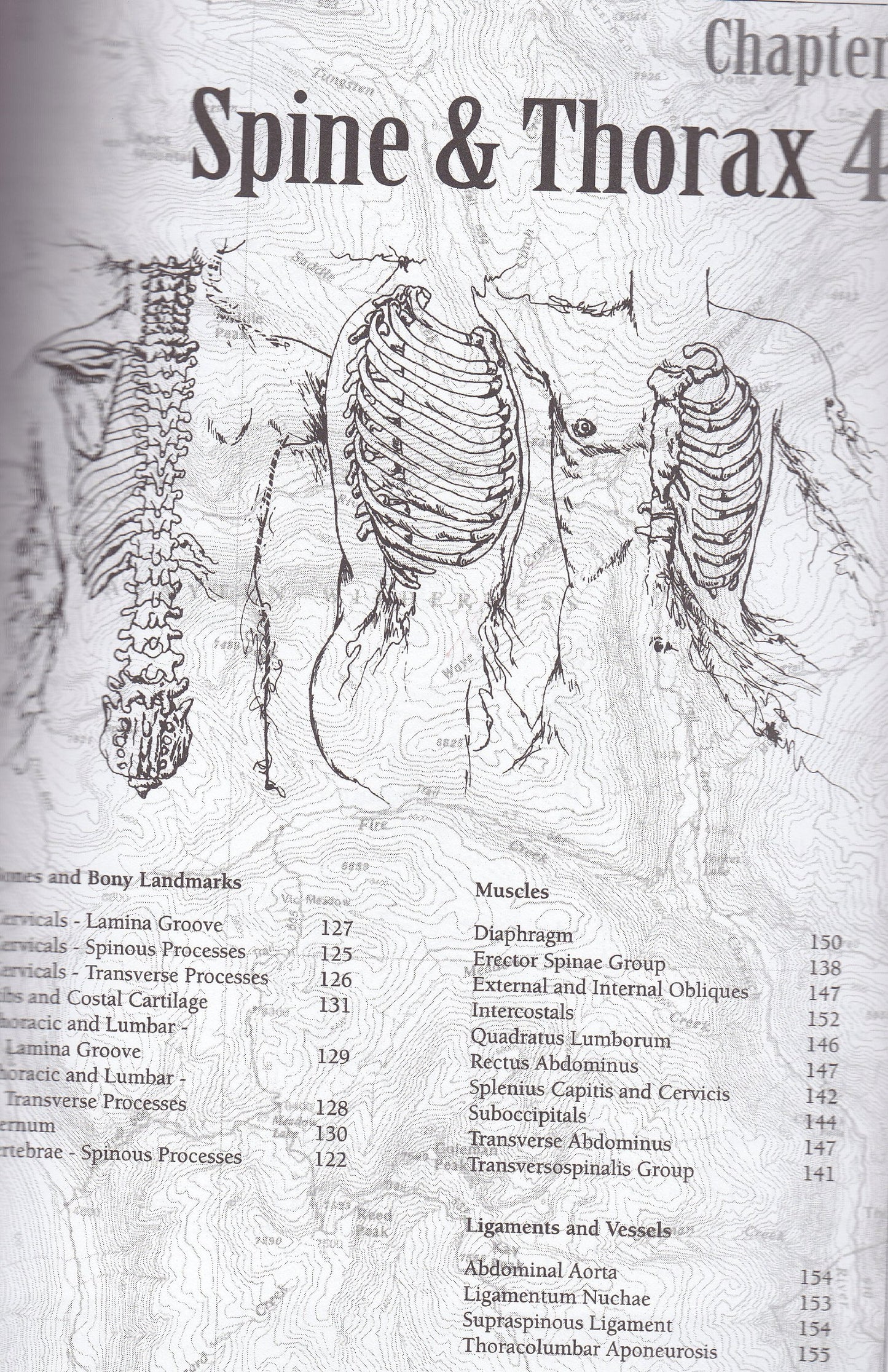 Trail Guide to the Body: How to Locate Muscles, Bones & More