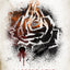 Marie Lu Collection Legend & Young Elites Series 6 Books Bundles (Champion,The Young Elites)