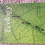 Elements of Ecology (8th Edition)