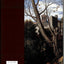 Poussin and Nature: Arcadian Visions