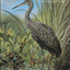 Wild Birds of America: The Art of Basil Ede