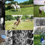 Equestrian Life in the Hamptons